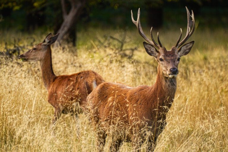 deer, animals, grass-6219100.jpg