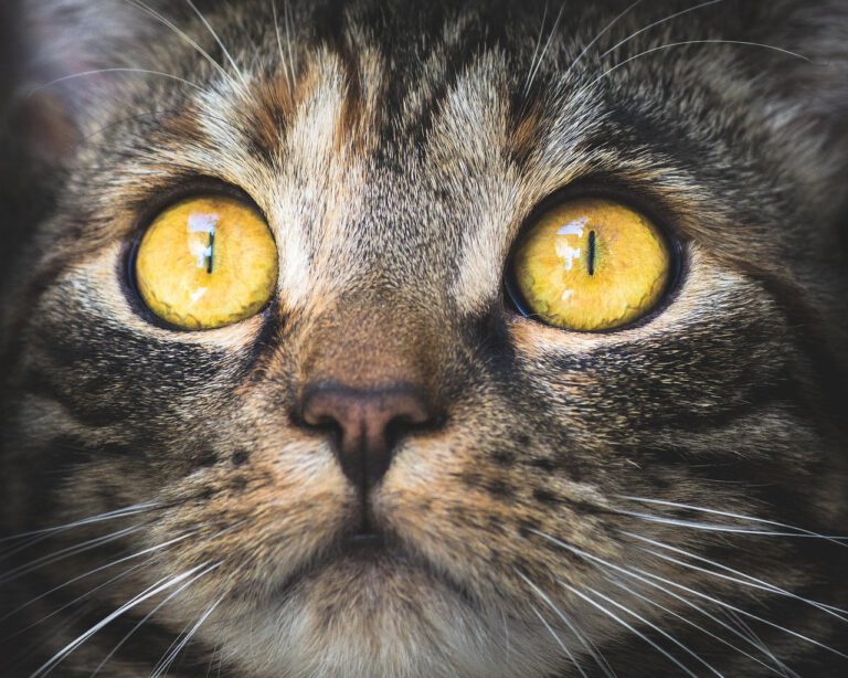 HSP kinderen (HSK) de kat uit de boom kijken