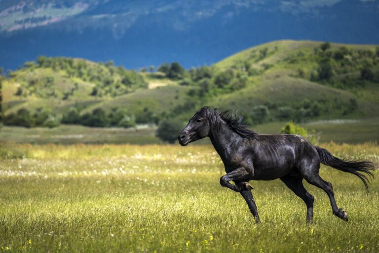 kracht en wijsheid van een paard