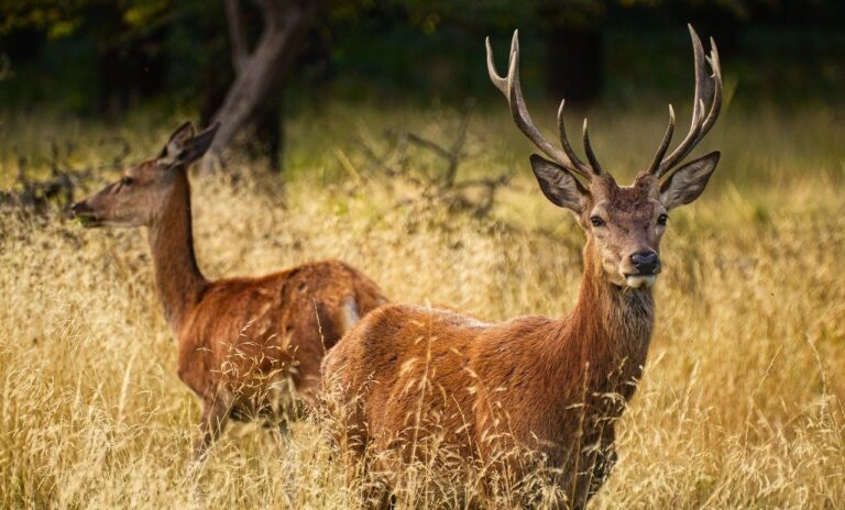 Herten; gevoelige dieren met een actief ‘stop-en-check-systeem’