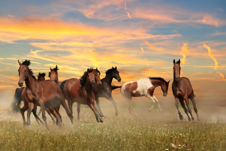 Wilde paarden, avontuurlijk, krachtig en gevoelig.